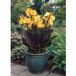 Dosna 'Louis Cottin' 1 ks – Zboží Mobilmania