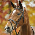 STAR Uzdečka DIAMOND modrá – Zboží Mobilmania