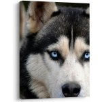 Obraz psa husky, jednodílný 30x40 cm – Hledejceny.cz