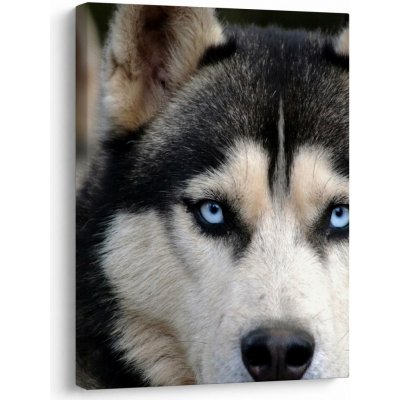 Obraz psa husky, jednodílný 30x40 cm – Hledejceny.cz