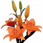 Florea Lilie LA SUNDERLAND 90 cm / 5+ – Hledejceny.cz