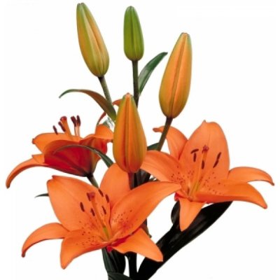 Florea Lilie LA SUNDERLAND 90 cm / 5+ – Hledejceny.cz