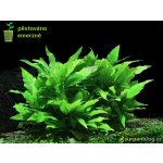 Hygrophila corym. var. minima – Hledejceny.cz