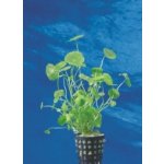 Hydrocotyle verticillata - Pupečník přeslenitý – Sleviste.cz