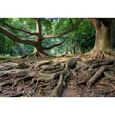 WEBLUX 5748939 Fototapeta vliesová Primeval rainforest in Kandy Pralesní deštný prales v Kandy na Srí Lance rozměry 145 x 100 cm – Zboží Mobilmania