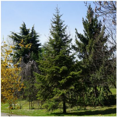 Jedle Pindrow - Abies Pindrow - osivo jedle - 8 ks – Zbozi.Blesk.cz