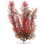 Tetra rostlina Red Foxtail Plus 15 cm – Hledejceny.cz