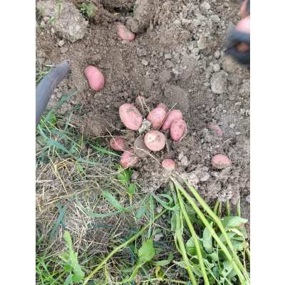 Elektro VH brambory Laura červené varný typ B balení 5kg – Zboží Mobilmania