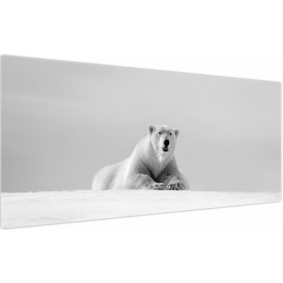 Obraz - Lední medvěd, černobílá, jednodílný 120x50 cm – Hledejceny.cz