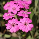 Kohoutek alpský Lychnis alpina semena kohoutku 20 ks – Sleviste.cz