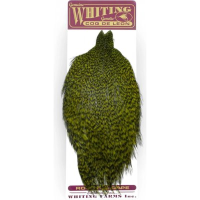Whiting Hackles Whiting Kohoutí Skalp Coq de Leon Rooster Cape Grizzly Dyed Olive – Hledejceny.cz