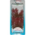 Tetra rostlina Red Foxtail Plus 23 cm – Hledejceny.cz