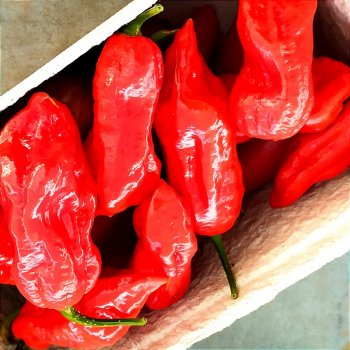 Dorset Naga Morich