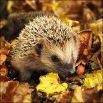 Ambiente Europe BV Ubrousek 33x33cm Ježek v přírodě – Hledejceny.cz