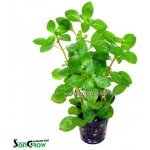 Ludwigia glandulosa - Zakucelka žláznatá – Hledejceny.cz