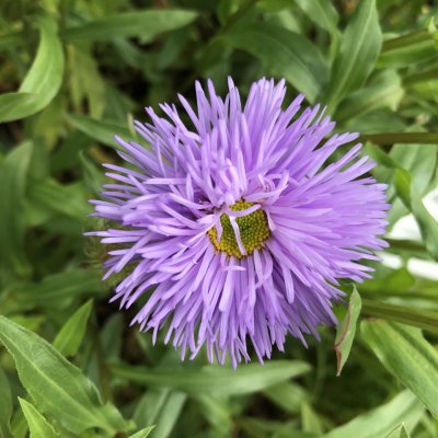 Erigeron spec. 'Azure Beauty' Velikost hrnku: 0,5 l – Zboží Mobilmania