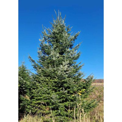 Stromkyonline.cz Živý řezaný vánoční stromek Jedle Obrovská 501 550 cm – Hledejceny.cz