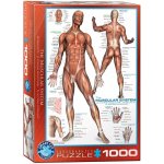 EuroGraphics Svalová soustava The Muscular System 1000 dílků – Hledejceny.cz