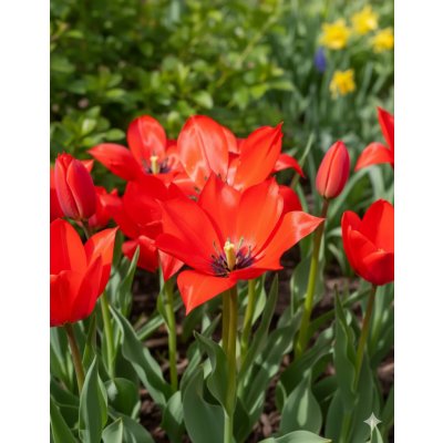 Tulipán 'Linifolia' 5 ks – Hledejceny.cz