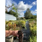 GREENBOSS FLOWER Jedle ojíněná QP 40 (20/30) – Zboží Dáma