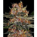 Barney's Farm Purple Punch AUTO semena neobsahují THC 1 ks – Zboží Dáma