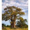Osivo a semínko Baobab africký Adansonia digitata semena baobabu 3 ks
