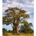 Baobab africký Adansonia digitata semena baobabu 3 ks – Hledejceny.cz