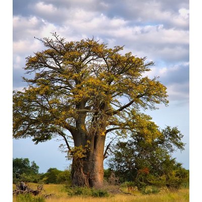 Baobab africký Adansonia digitata semena baobabu 3 ks – Hledejceny.cz