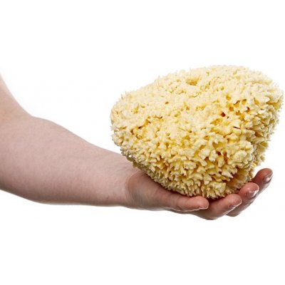 MKN Mořská houba Honeycombe velká bělená – Hledejceny.cz