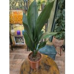 Aspidistra Elatior XXL – Zboží Dáma