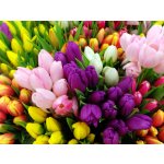 Mix tulipánů 50 ks Velikost hlíz: 10/11 – Zboží Dáma