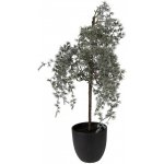 Clayre & Eef Clayre & Eef Dekorace cedrový stromek v květináči Cedar M - 30*30*60 cm – Hledejceny.cz