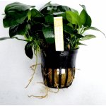 Anubias barteri nana – Sleviste.cz