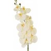 Květina Orchidej Phalaenopsis 105 cm krém