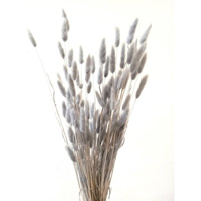Sušený lagurus (králičí ocásek) šedý – Zboží Mobilmania