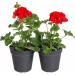 Výhodné balení 2x Muškát vzpřímený, Pelargonium zonale, červený, velikost květináče 10 - 12 cm – Hledejceny.cz