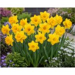 Narcis 'Carlton' 5 ks Velikost cibulí: 12/14 – Hledejceny.cz