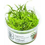 Sagittaria subulata Needle Leaf – Zboží Dáma