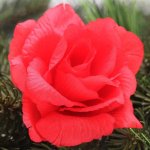 Látková vazbová růže - červená - VL0589 – Zboží Dáma