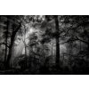 Tapety AG design FTNXXL-3027 vliesová fototapeta Monochrome Forest rozměry 360 x 270 cm