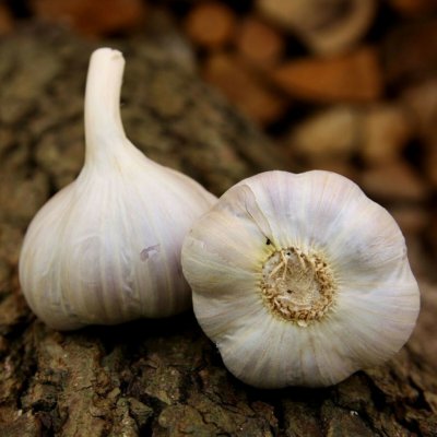 Sadbový česnek Bjetin Allium sativum paličák cibuloviny 1 balení – Hledejceny.cz