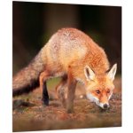 Obraz - Lišák v lese, jednodílný 30x30 cm – Hledejceny.cz