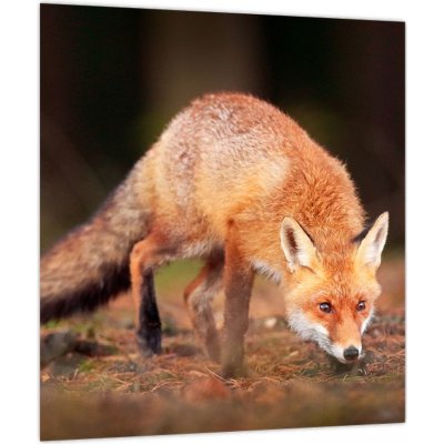 Obraz - Lišák v lese, jednodílný 30x30 cm – Hledejceny.cz
