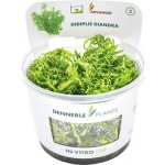 Didiplis diandra - Kalužník dvojmužný – Zboží Dáma