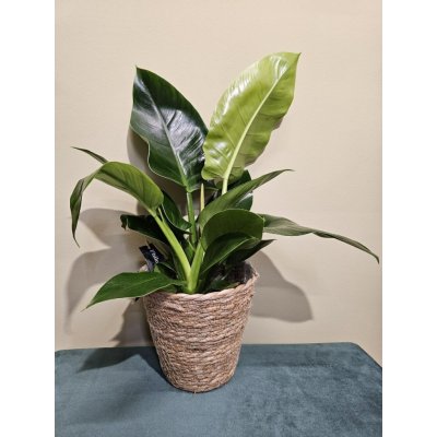 Philodendron Imperial Green, vhodný pro ty co zapomínají zalévat – Zboží Mobilmania