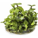 Staurogyne repens - Staurogynus plazivý – HobbyKompas.cz