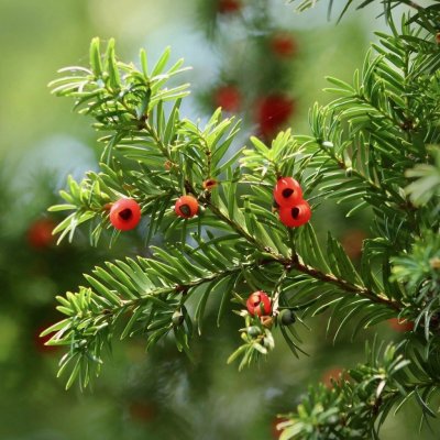 Tis červený - Taxus baccata - semena - 5 ks – Zboží Dáma