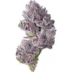 Growers Choice Iced Sangria Triploid F1 semena neobsahují THC 3 ks – Zboží Dáma