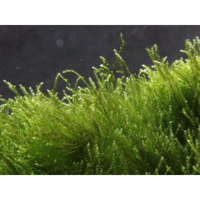 Amblystegium serpens – Zboží Mobilmania