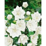 Boubelka bílá 'Platycodon grandiflorus' 3 ks – Sleviste.cz
